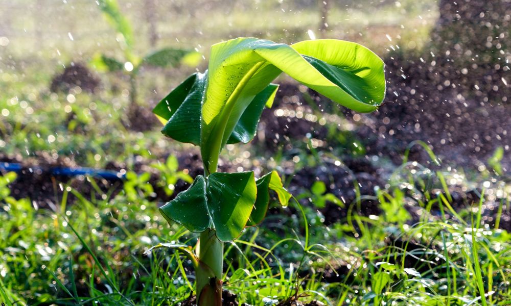 Điều chỉnh lượng nước tưới phù hợp với điều kiện thời tiết và độ ẩm của đất Điều chỉnh lượng nước tưới phù hợp với điều kiện thời tiết và độ ẩm của đất