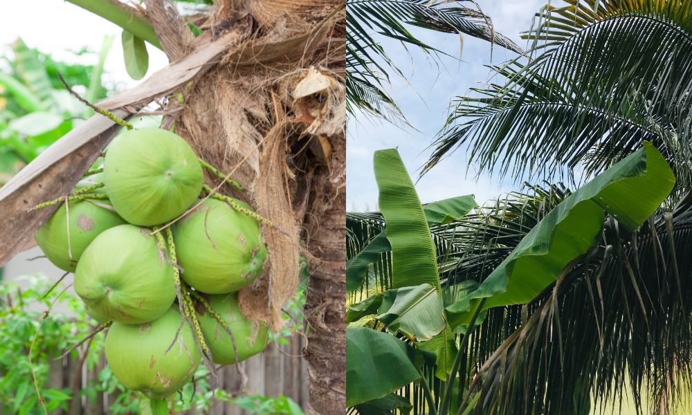 Mô hình trồng xen canh chuối sáp với dừa Mô hình trồng xen canh chuối sáp với dừa