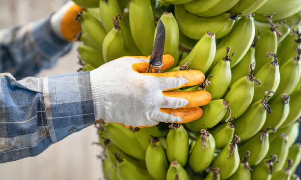 Thu hoạch và bảo quản chuối sáp đúng cách để đảm bảo chất lượng. Thu hoạch và bảo quản chuối sáp đúng cách để đảm bảo chất lượng.