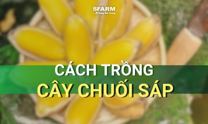 cây chuối sáp