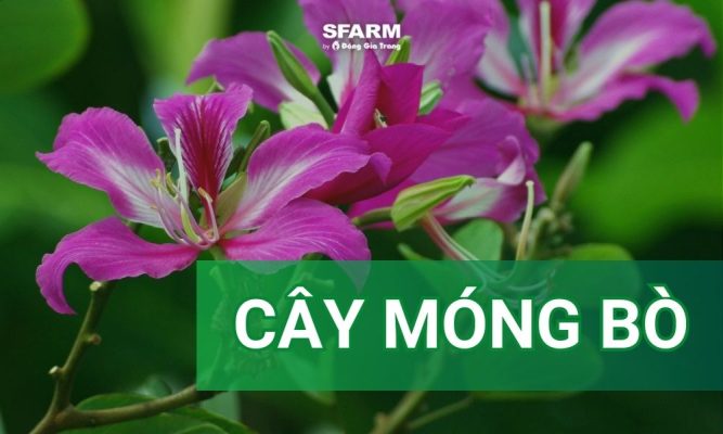 Cây móng bò