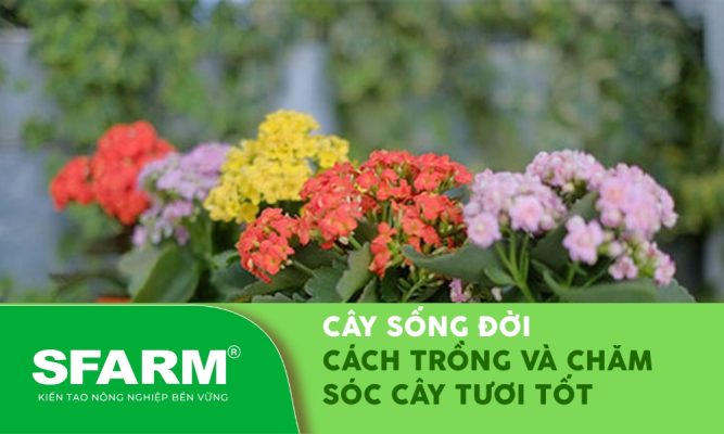 cay song doi cach trong cham soc cay thumb