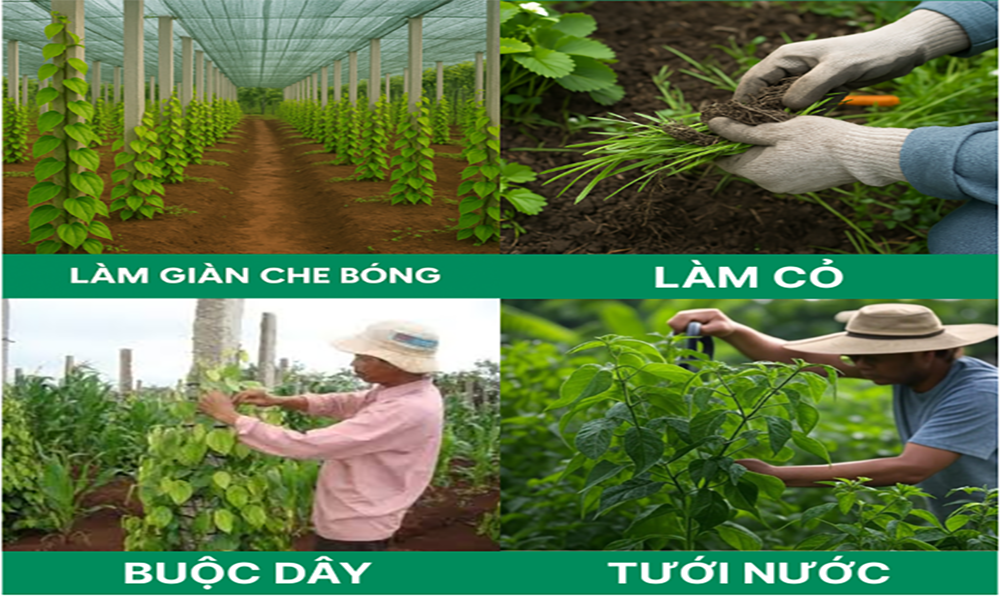Hướng dẫn chăm sóc hồ tiêu mới trồng đúng cách