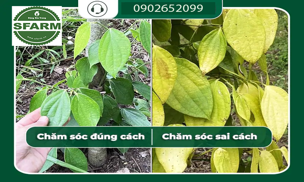 Hậu quả nếu không xử lý kịp thời