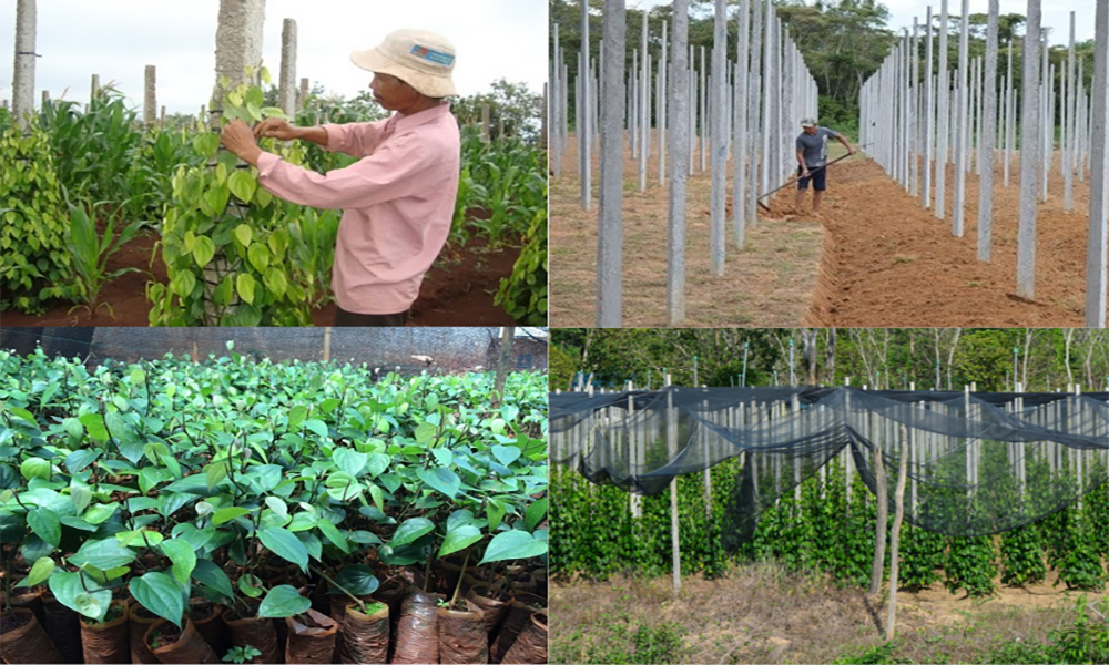 Cách đặt bầu tiêu, buộc dây, che chắn sau trồng