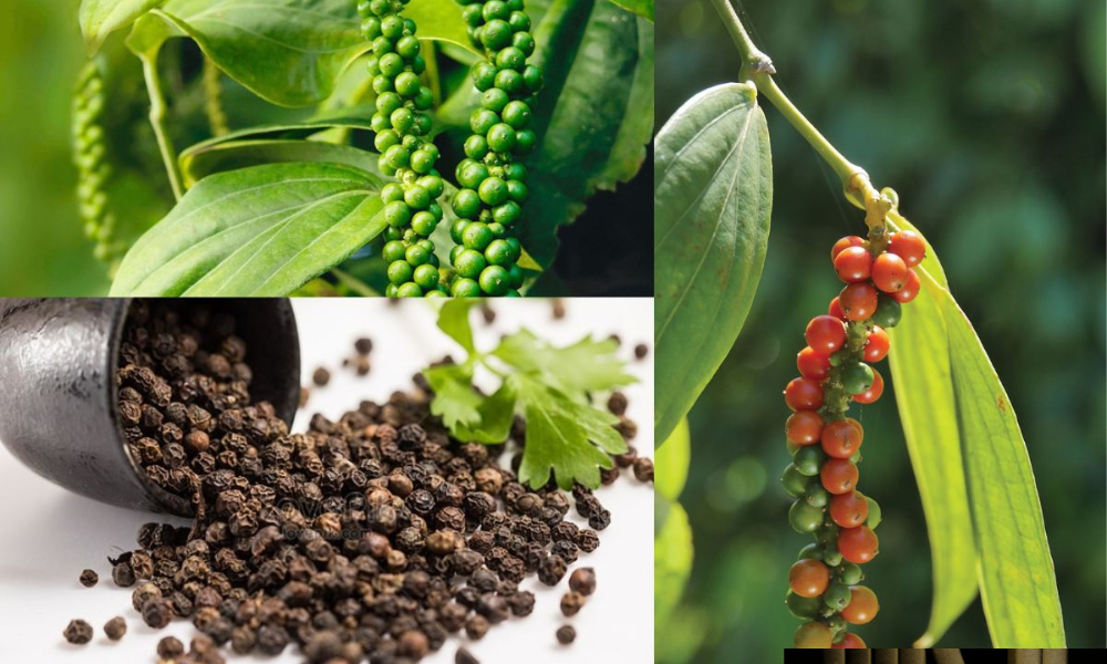 Đặc điểm sinh trưởng và nhu cầu sinh thái của cây hồ tiêu