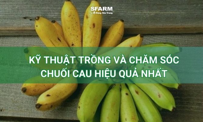 Chuối cau