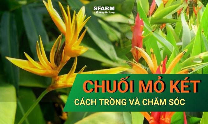 Chuối mỏ két