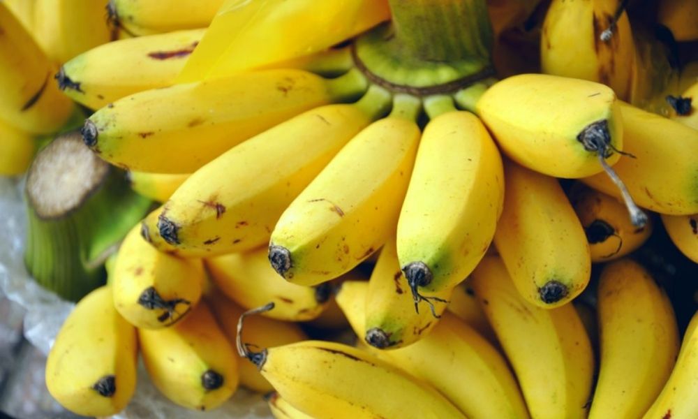 Quả chuối ngự Đại Hoàng nhỏ, vàng óng, thơm ngát, ngọt thanh Quả chuối ngự Đại Hoàng nhỏ, vàng óng, thơm ngát, ngọt thanh