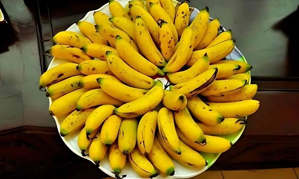 Chuối ngự mít quý nhất trong các loại chuối ngự Đại Hoàng Chuối ngự mít quý nhất trong các loại chuối ngự Đại Hoàng