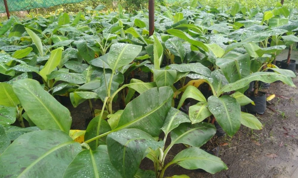 Chọn giống chuối ngự tốt quyết định thành công vườn chuối Chọn giống chuối ngự tốt quyết định thành công vườn chuối