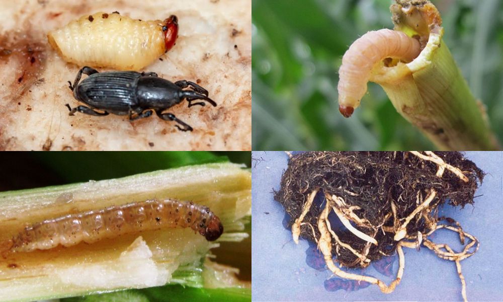 Một số sâu bệnh hại thường gặp ở cây chuối Một số sâu bệnh hại thường gặp ở cây chuối