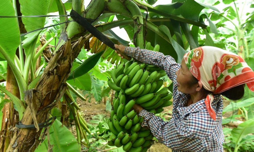Kỹ thuật cắt buồng chuối cần dứt khoát Kỹ thuật cắt buồng chuối cần dứt khoát