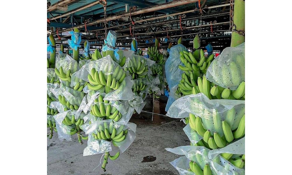 Chuối tây có tiềm năng xuất khẩu lớn, mang lại thu nhập ổn định cho bà con nông dân Chuối tây có tiềm năng xuất khẩu lớn, mang lại thu nhập ổn định cho bà con nông dân