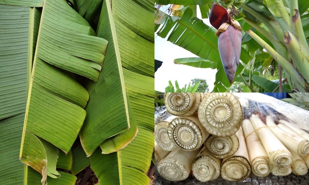 Cấu tạo cơ bản của cây chuối Cấu tạo cơ bản của cây chuối