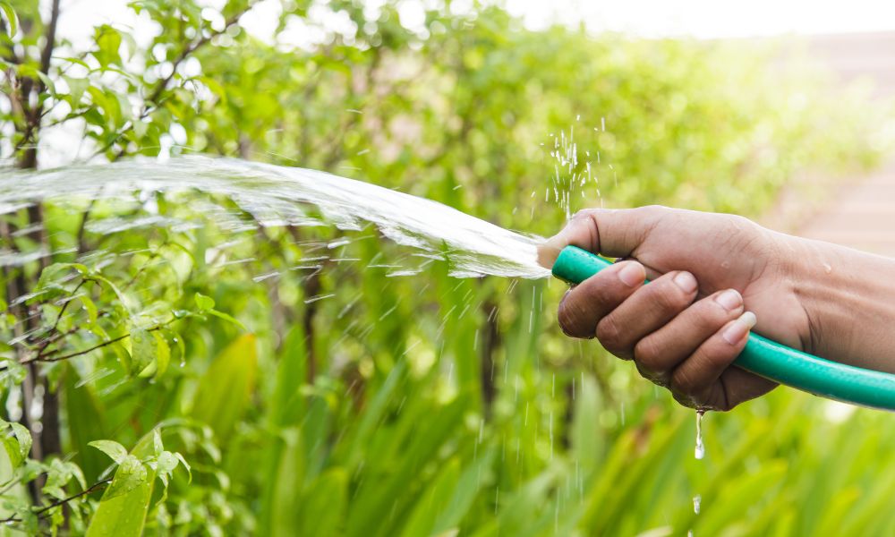 Tưới nước đúng cách giúp cây chuối phát triển tốt Tưới nước đúng cách giúp cây chuối phát triển tốt
