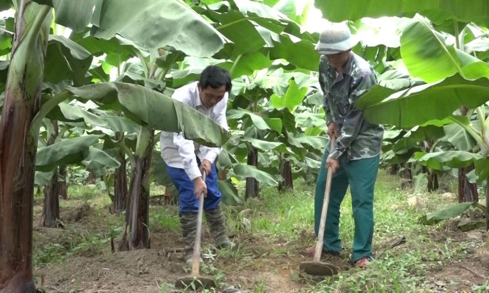Cách chăm sóc cây chuối ngự đúng kỹ thuật