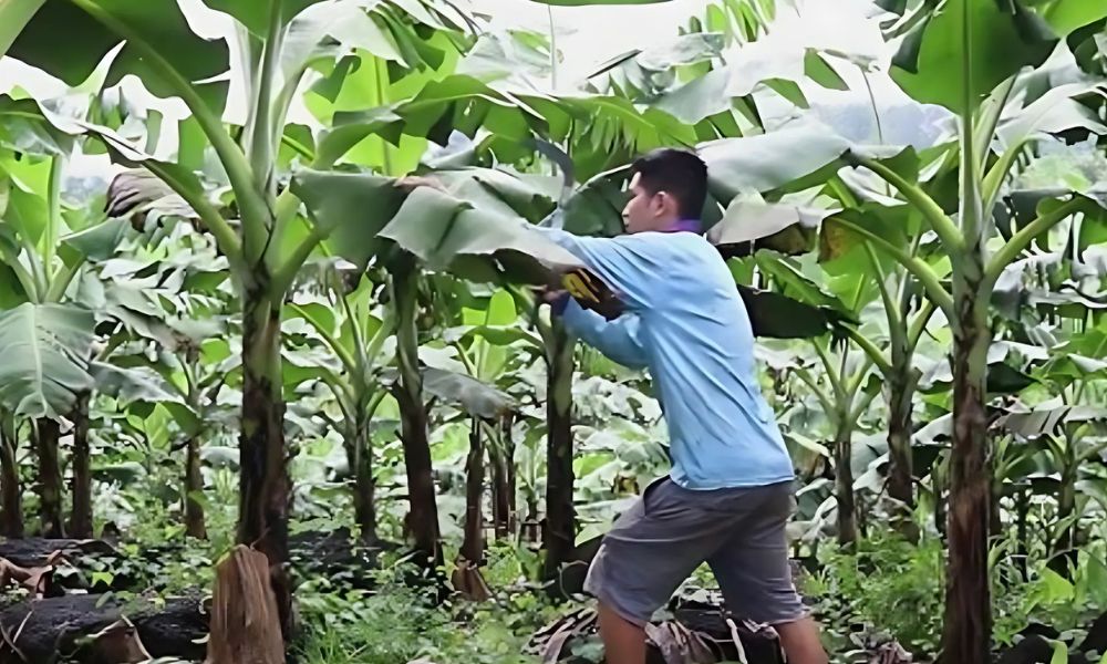 Cắt tỉa lá, chăm vườn chuối định kỳ để hạn chế sâu bệnh Cắt tỉa lá, chăm vườn chuối định kỳ để hạn chế sâu bệnh