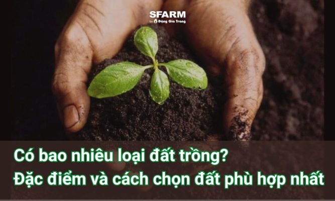 Có bao nhiêu loại đất trồng? Đặc điểm và cách chọn đất phù hợp nhất