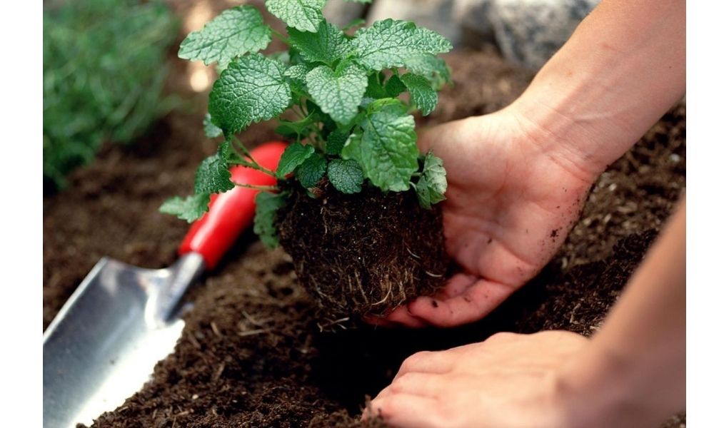 Công dụng của đất vi sinh trồng cây