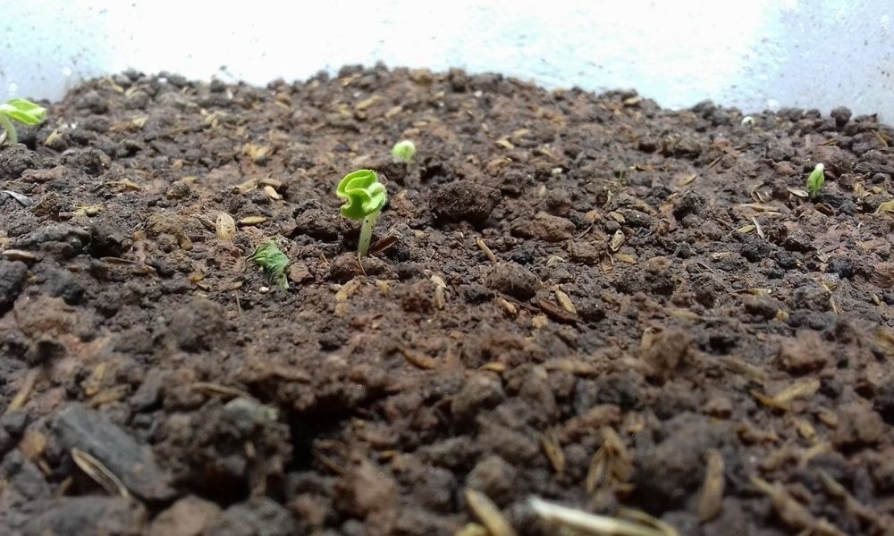 Công dụng của đất vi sinh trồng cây