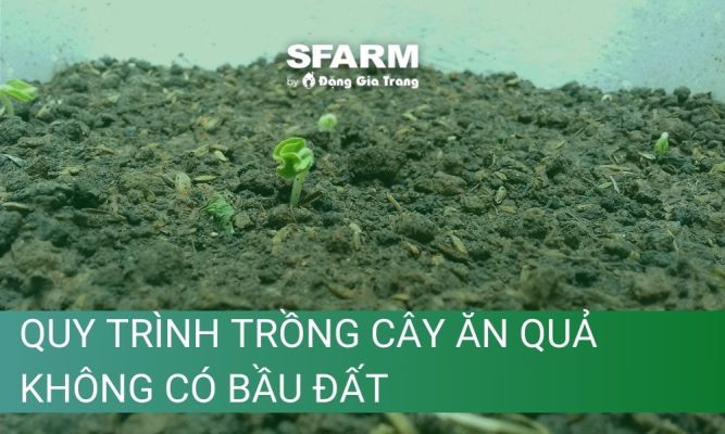 cong dung cua dat vi sinh trong cay thumb