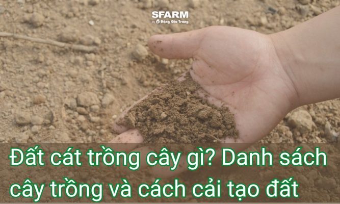Đất cát trồng cây gì? Danh sách cây trồng và cách cải tạo đất
