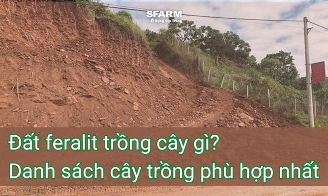 Đất feralit trồng cây gì? Danh Sách Cây Trồng Phù Hợp Nhất