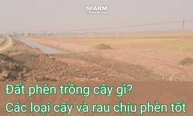 dat phen trong cay gi cac loai cay va rau chiu phen tot thumb