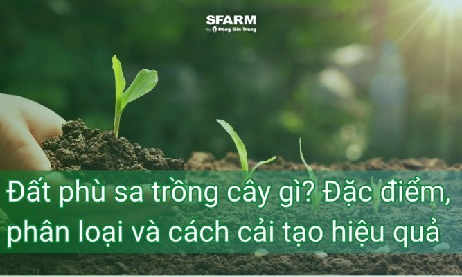 dat phu sa trong cay gi thumb