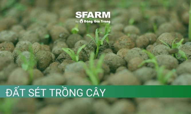 Cách dùng đất sét trồng cây