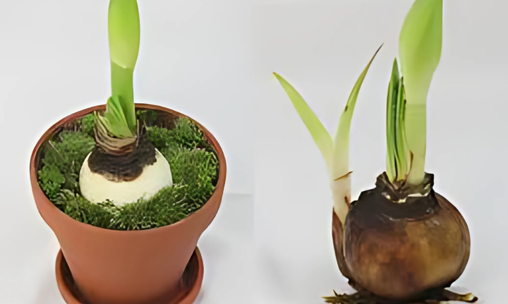 Cách trồng và chăm sóc hoa huệ tây