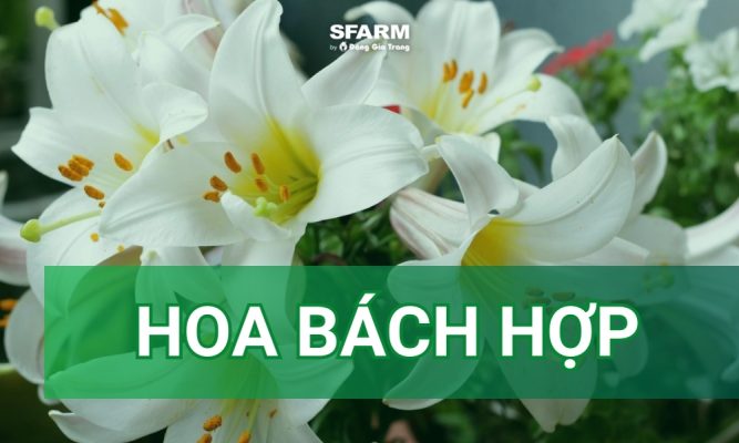 hoa bách hợp là gì?