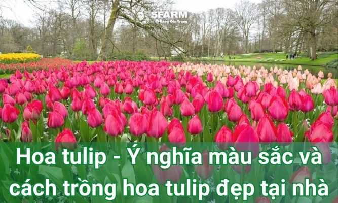 Hoa tulip - Ý nghĩa màu sắc và cách trồng hoa tulip đẹp tại nhà