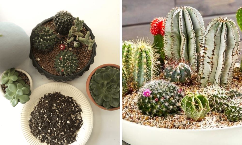 Hỗn Hợp Đất Trồng Xương Rồng – Công Thức & Lưu Ý Khi Sử Dụng