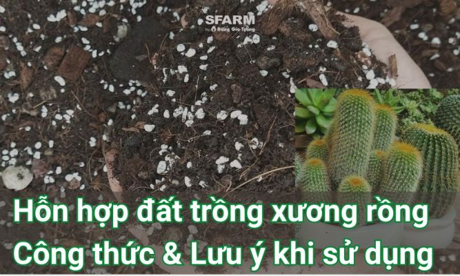 Hỗn hợp đất trồng xương rồng - Công thức & Lưu ý khi sử dụng