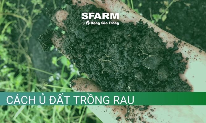 huong dan cach u dat trong rau dung ky thuat thumb