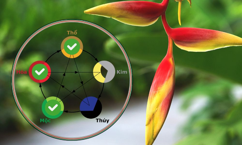 Ý nghĩa phong thuỷ của cây chuối cảnh hoa đỏ Ý nghĩa phong thuỷ của cây chuối cảnh hoa đỏ