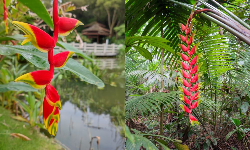 Trồng chuối cảnh hoa đỏ gần tiểu cảnh và hồ nước tạo cảm giác sinh động và bắt mắt Trồng chuối cảnh hoa đỏ gần tiểu cảnh và hồ nước tạo cảm giác sinh động và bắt mắt
