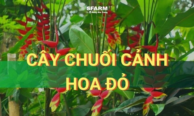 cây chuối cảnh hoa đỏ
