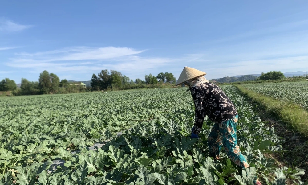 Kỹ thuật trồng dưa hấu trên đất cát là gì?