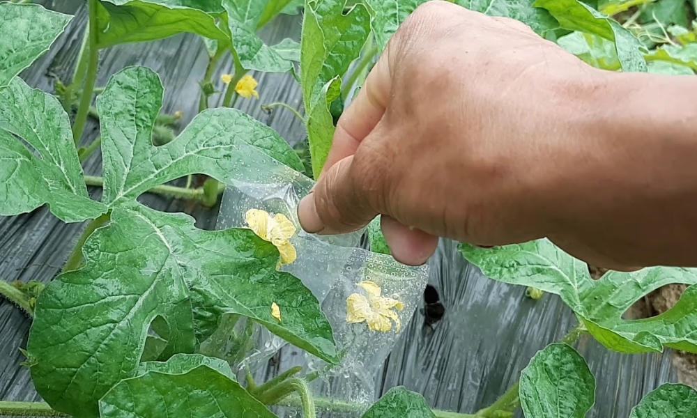 Thực hiện thụ phấn cho cây dưa hấu mới ra hoa