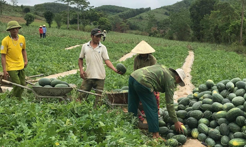 Mùa vụ thu hoạch dưa hấu của bà con nông dân