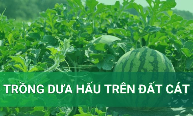 Kỹ thuật trồng dưa hấu trên đất cát