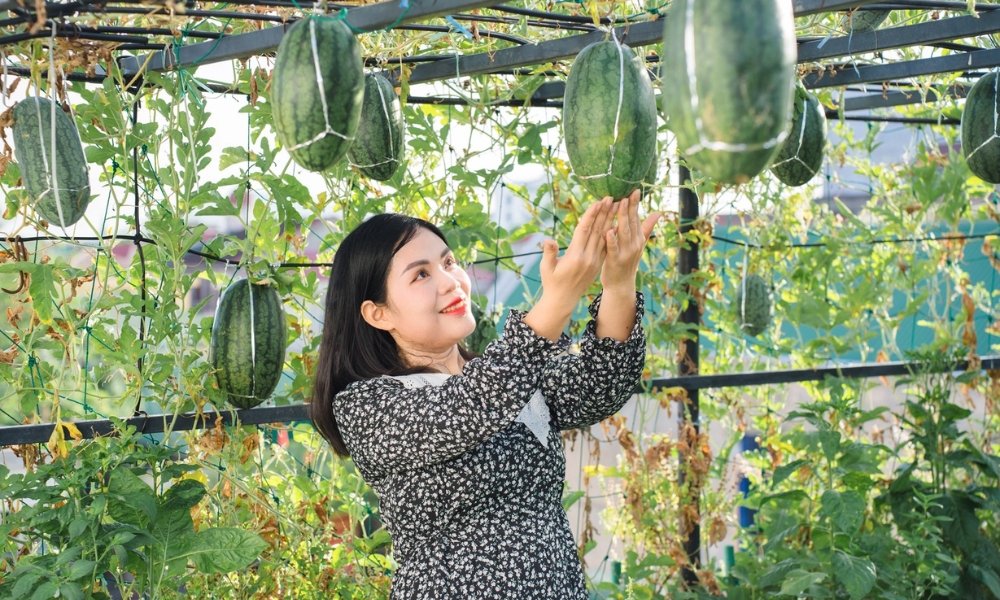 Tạo giàn cho dưa hấu leo