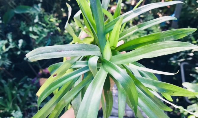Linh chi thảo là dược liệu