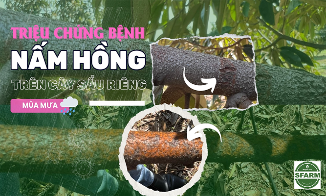 nam hong 1