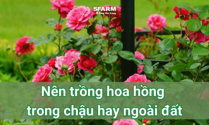 Nên trồng hoa hồng trong chậu hay ngoài đất? Lựa chọn nào phù hợp nhất?