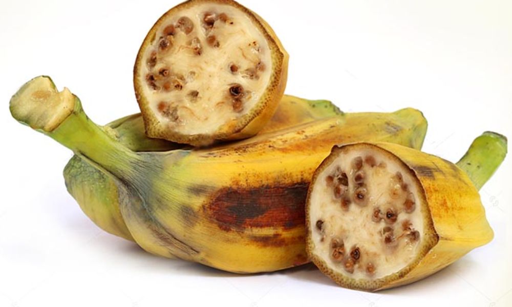 Chuối hột thường được dùng để làm thuốc hoặc ngâm rượu Chuối hột thường được dùng để làm thuốc hoặc ngâm rượu