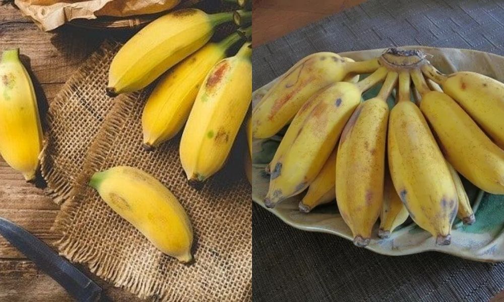 Chuối tây cong nhẹ và có phần giữa to Chuối tây cong nhẹ và có phần giữa to